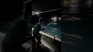Sotong torok squid fishing #shorts #mainkucoh #anginpaduu #duelredhead