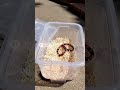 catching animals - false coral snake