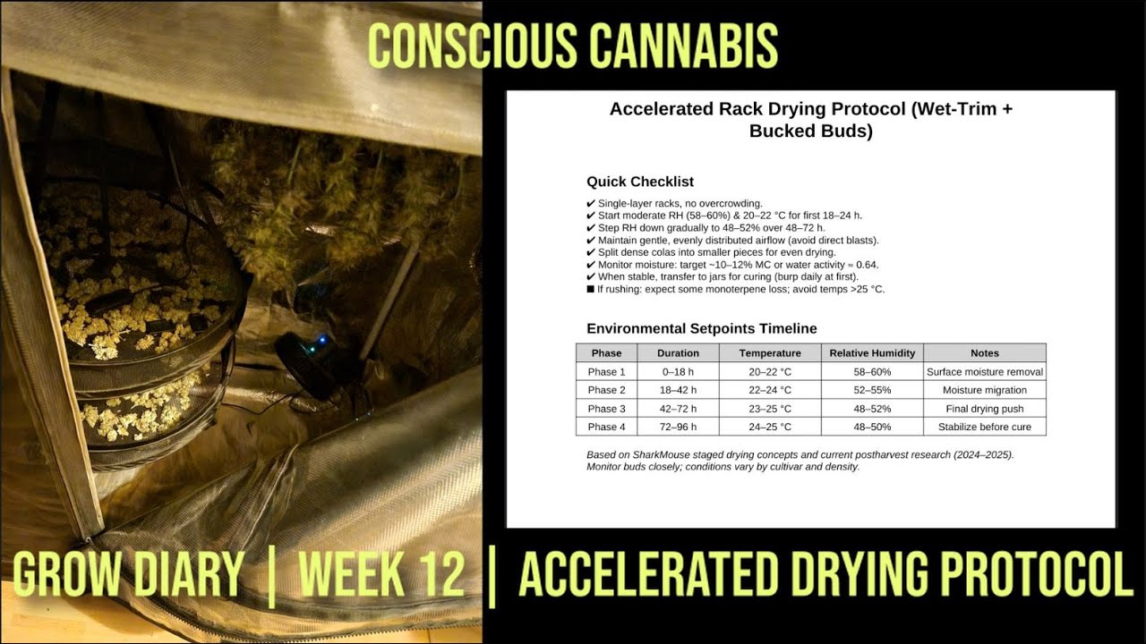 Royal Creamatic Auto | Grow Diary | Week 12 | Accelerated Drying Protocol | EP06