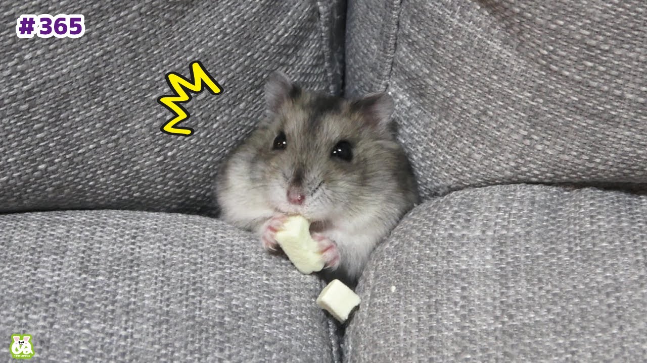 彼もまた、ソファーの住人…【ハムスター】 - YouTube