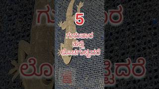 What does it mean if a lizard falls/screams#shorts#thursday #lizard #lizardsuperstition