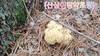 꽃송이버섯 자생지  찾아 헤매이는 초보자!