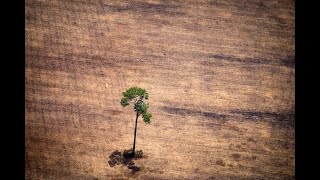 La déforestation, «cause principale» des incendies en Amazonie