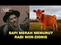 Nubuat sapi merah menurut rabi non ziyunis
