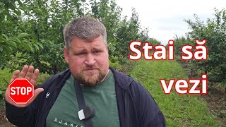 Vișin Multilider - Recolta Masivă După 3 Ani De Lucru