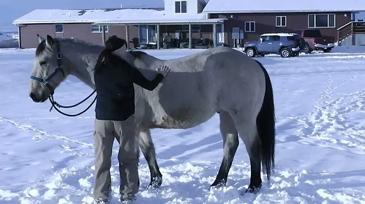 Dakota's 2012 2013 sale video roping to come