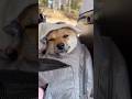 豆柴つくね店長の日常 #shorts #dog #shibainu #trending