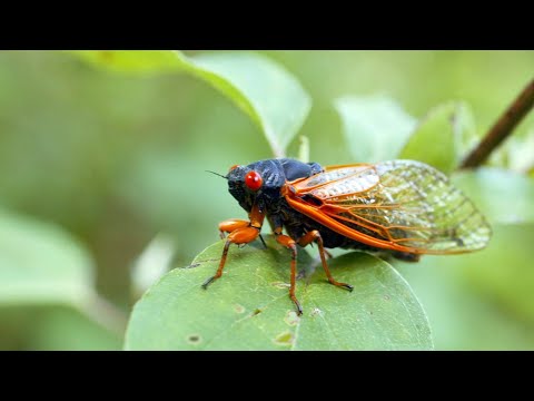 Cicada invasion: People