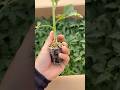 Perfect Seedlings #tomato #farming #seedlings #agriculture