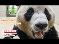 Panda Fu Bao’s Quarantine Diary EP3 | iPanda