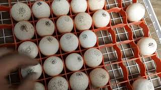 Инкубация индюшки в инкубаторе на 400 яиц.