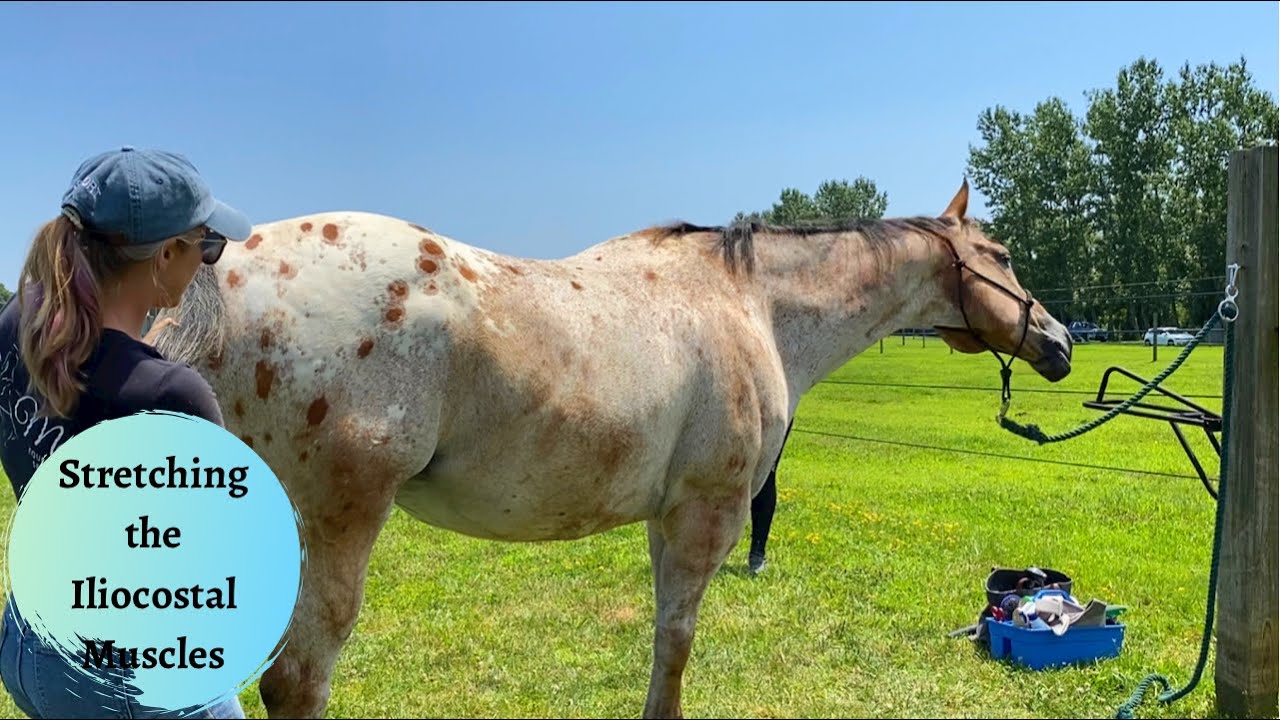 Welcome to the Back Muscles! Latte, a Sensitive Horse Part 3