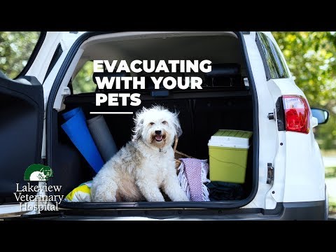Hurricane Preparedness for Your Pets - YouTube