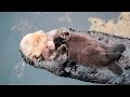Sea Otter trying to sleep on his mother's chest - Video