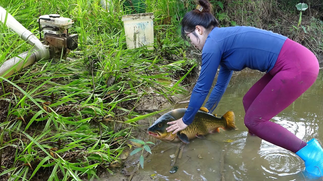 Fishing Method of Single Girl, Drain Water from the Lakes Catch a Lots ...
