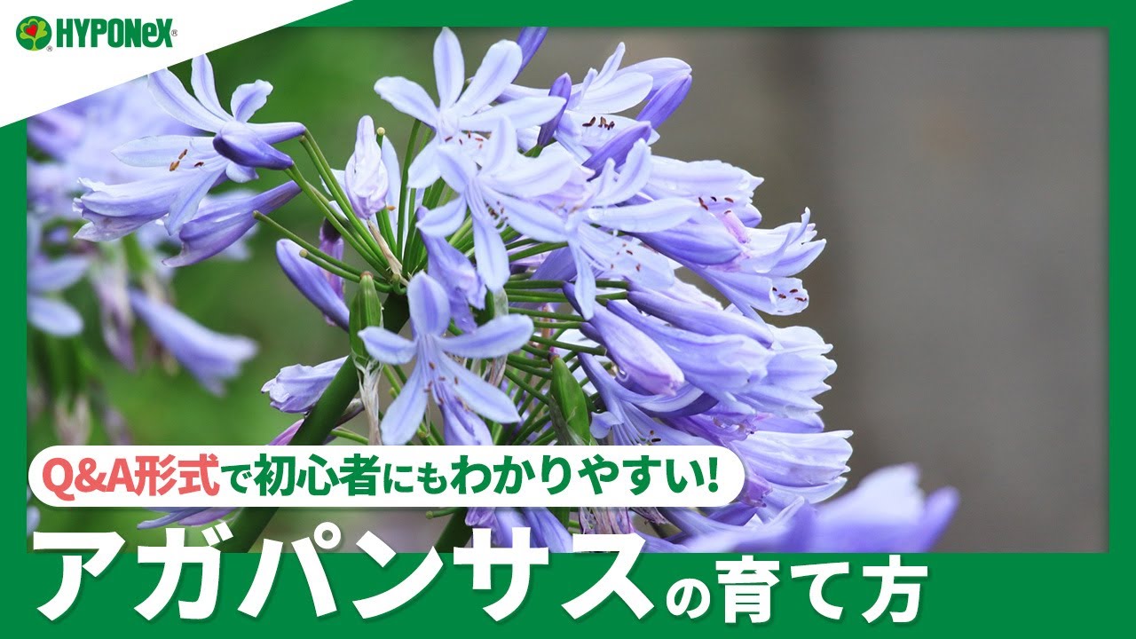 ☘258: [Q&A] How to Grow Agapanthus | Where to plant, what to