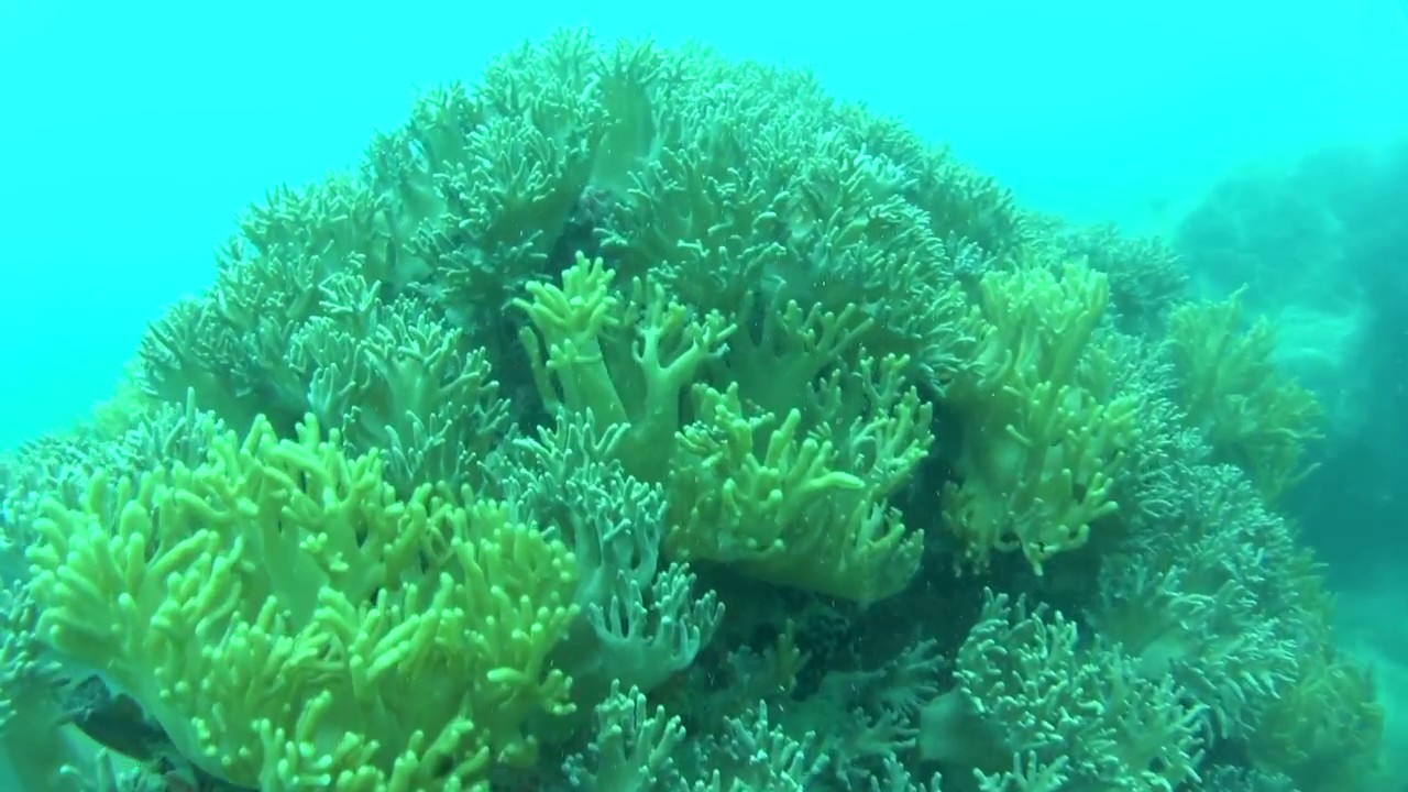 Samea San:อ่าวญี่ปุ่น