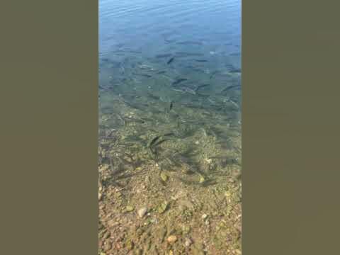 Горячие источники Казахстан - YouTube
