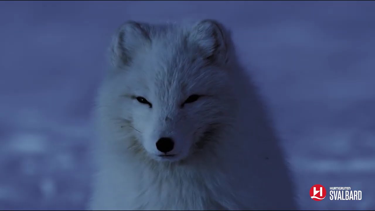 Activities you can do during the Northern Lights season on Svalbard