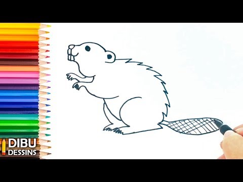 Vidéo: Comment Dessiner Un Castor, Un Castor Avec Un Crayon