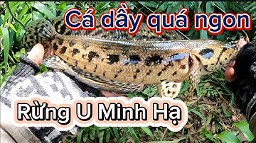 Câu cá lóc bìa rừng U Minh Hạ tập 45 | Ngày gió to nắng gắt may mắn câu được cá ngon | #n94fishing