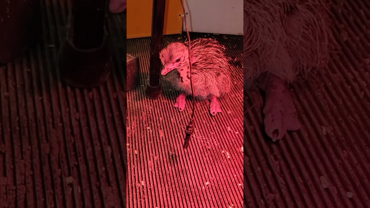 Learning to Bird is Hard. 