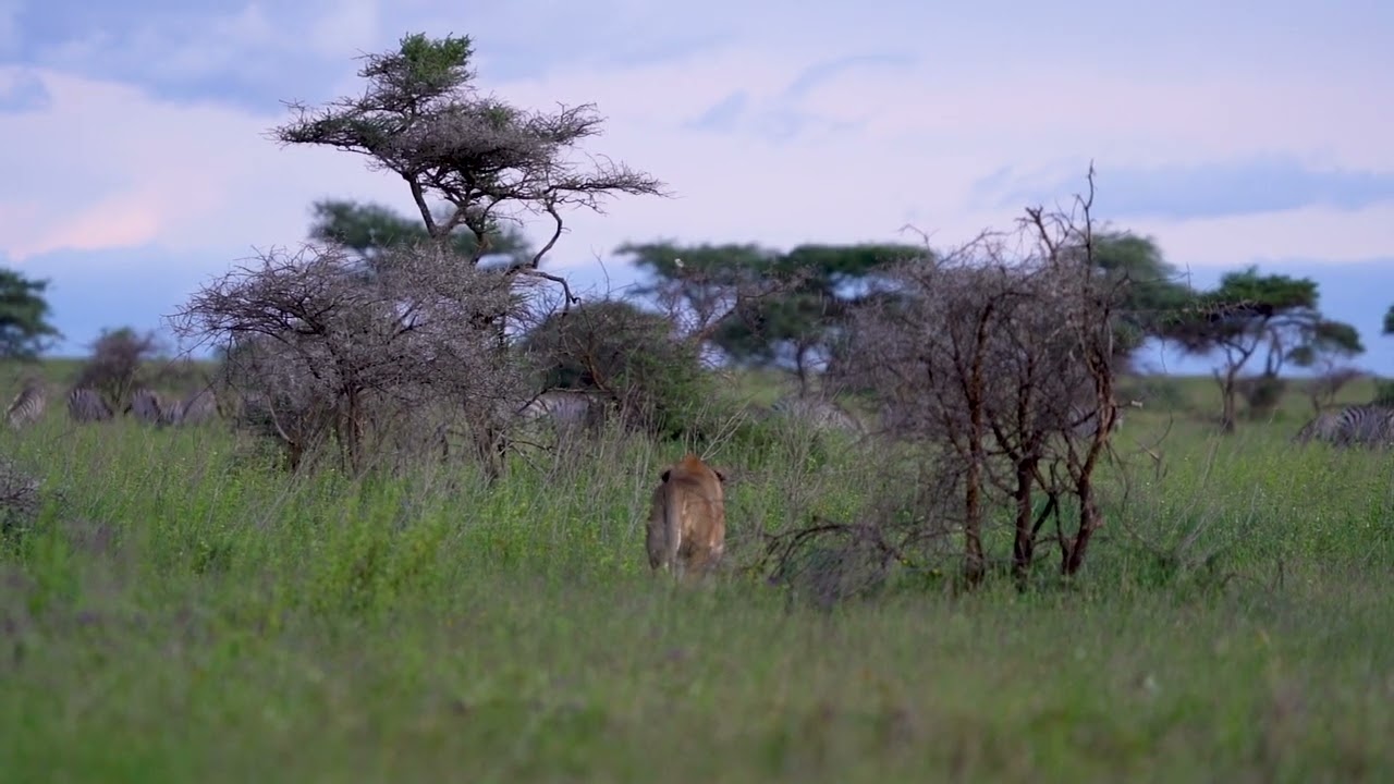 ‘’Lion Hunting Strategies on Display" (part 1)