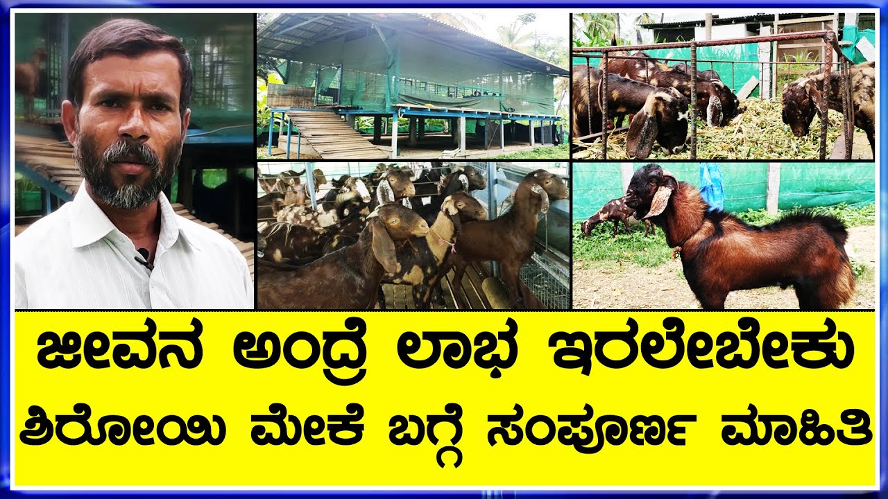 Shiroi Goat Farming in Maddur ಶಿರೋಯಿ ಮೇಕೆ ಸಾಕಾಣೆ ಮಾಡಿ ಹೆಚ್ಚು ಲಾಭಗಳಿಸಿ
