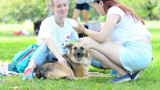 Adopt a dog возьми собаку из приюта Adopt a dog возьми собаку из приюта