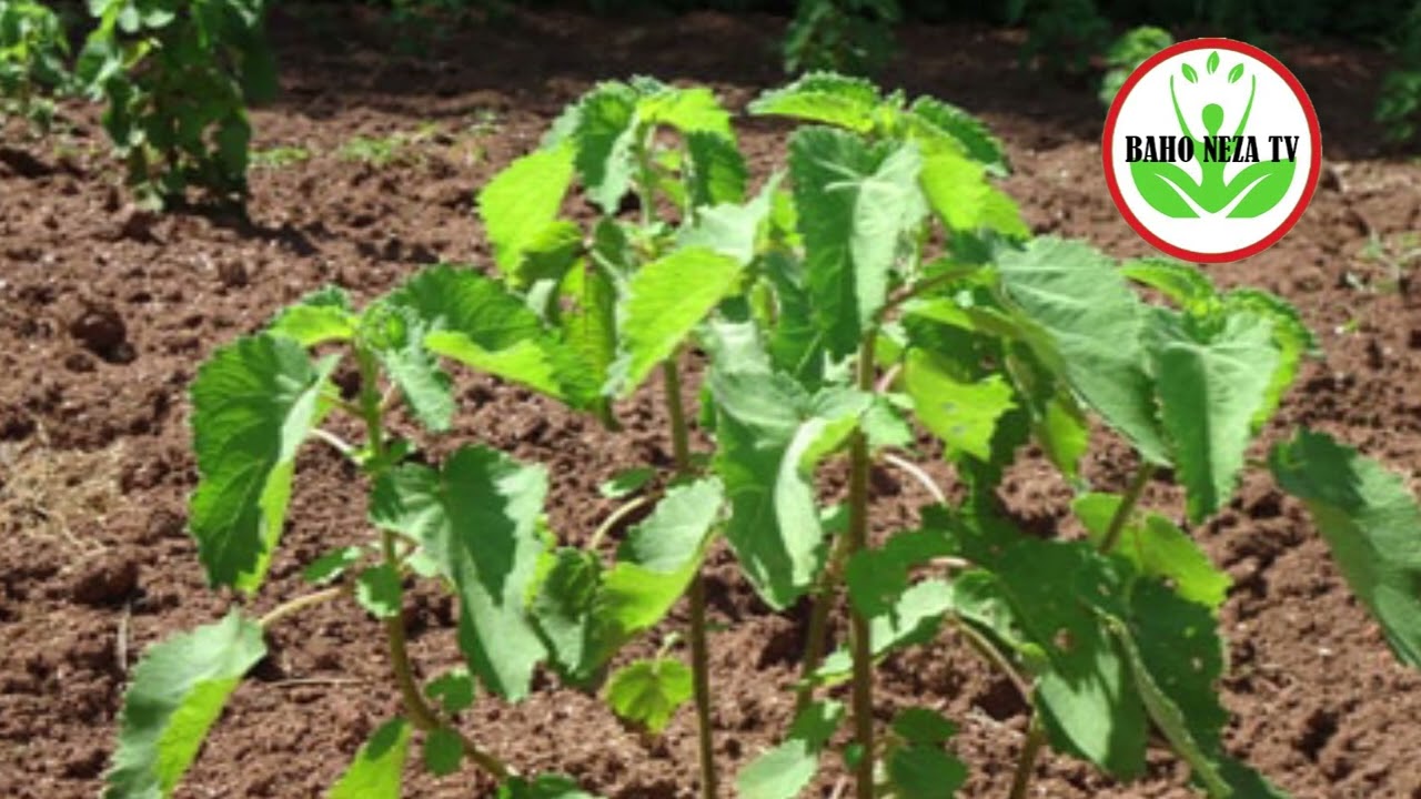 DORE UMUTI UHA UMUGABO AKABA UWAWE UBUZIMA BWAWE BWOSE NTAZONGERE KUGUCA INYUMA. CHERI MUHITA MUBANA