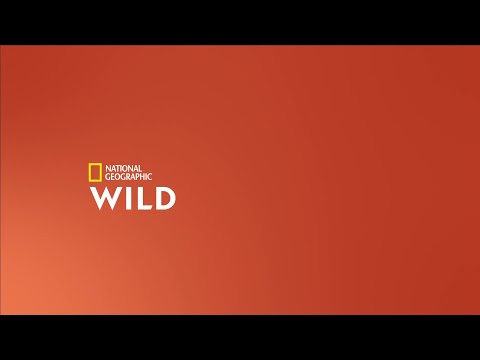 Tanda Comercial - Nat Geo Wild LA (2 de Febrero del 2022)