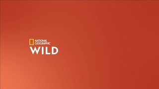 Tanda Comercial - Nat Geo Wild La 2 De Febrero Del 2022
