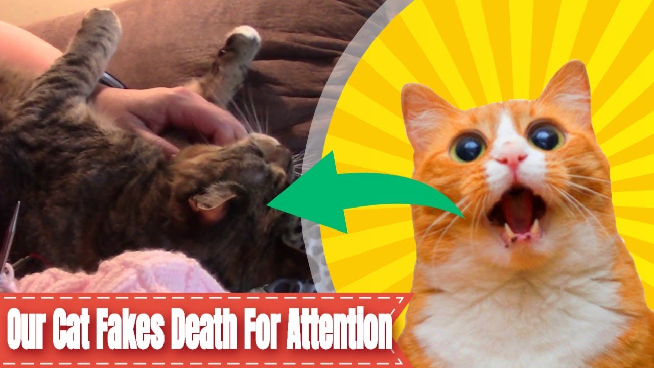 Our Cat Fakes Death For Attention YouTube