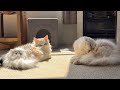 ココに全部持っていかれた日向