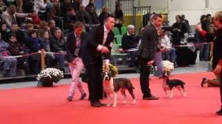 Multi Champion Akc Champion Staff O Cl Find Me In Paris Bobbig 2 Metz