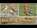Hoopoe, Green Heron, Wryneck, Woodchat Shrike and More : Rare Birds in Cornwall UK