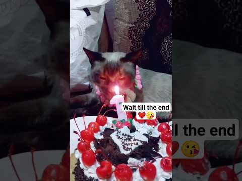 Happy Birthday Cat