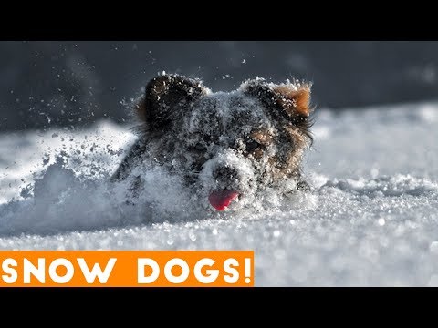 funniest-snow-dog-video-compilation-december-2018-|-funny-pet-videos