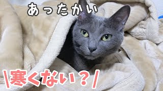 朝ごはん後の猫４匹はこんな感じで過ごしています！