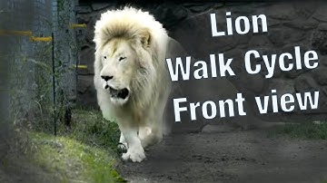 Lion walk cycle, turn, front and side view, animation reference