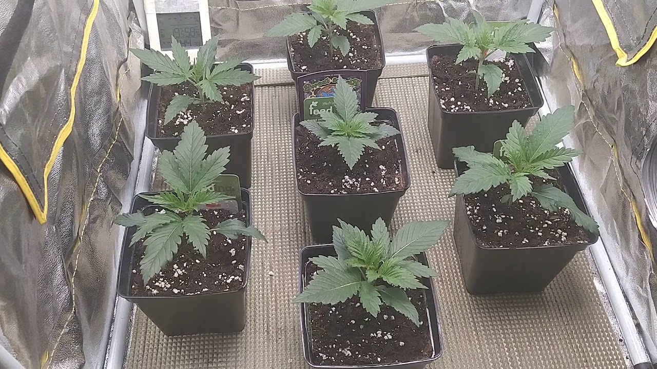 Micro cultivo #13 ( Spider farmer día 17 )