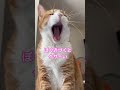 【CAT】ぼくに近づくとくさ〜い!? #shorts #cat #cats #ねこ #かわいい #臭い