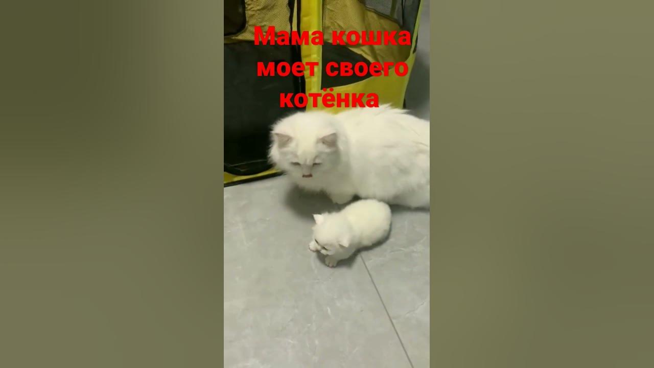 Мама кошка моет своего котёнка #кошки . - YouTube
