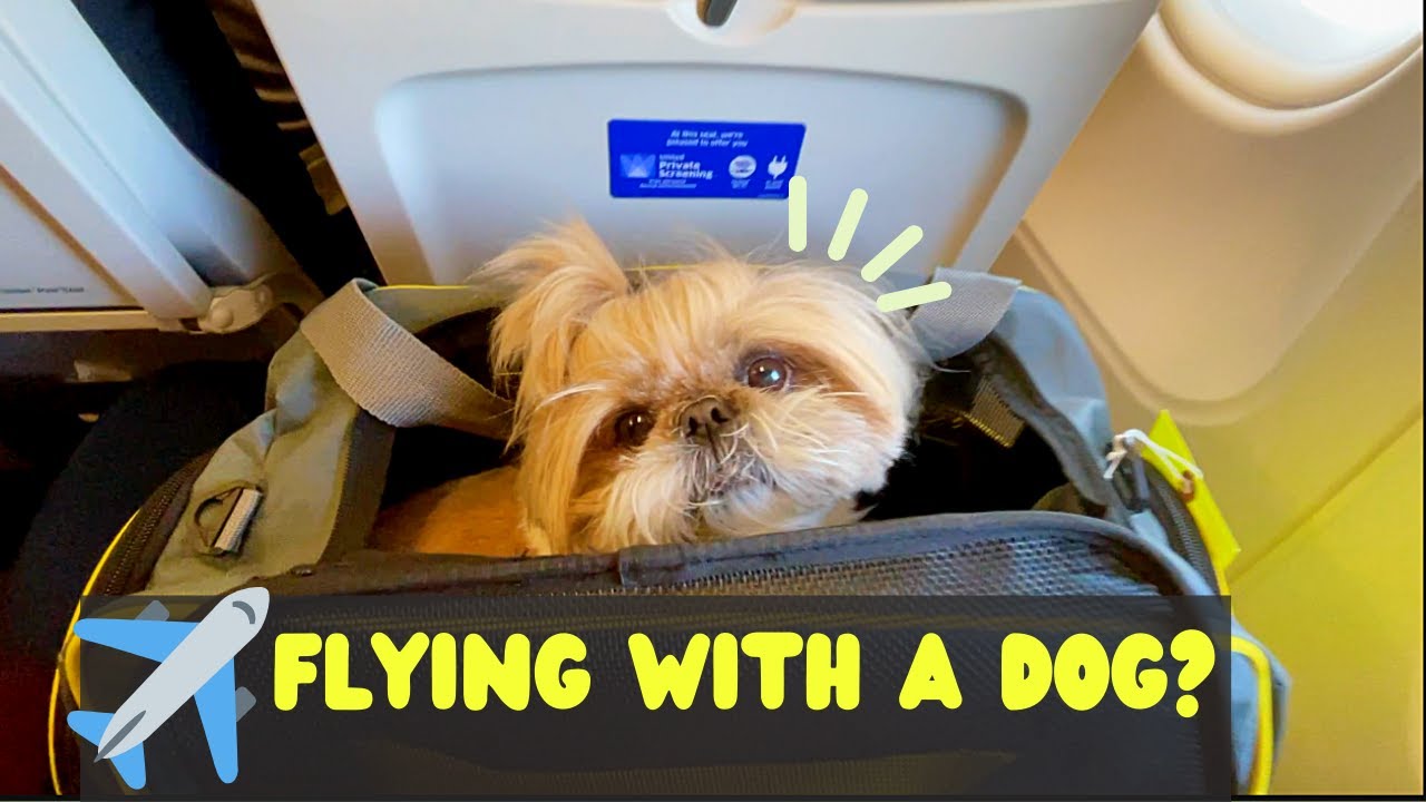 wizz air travel with pets