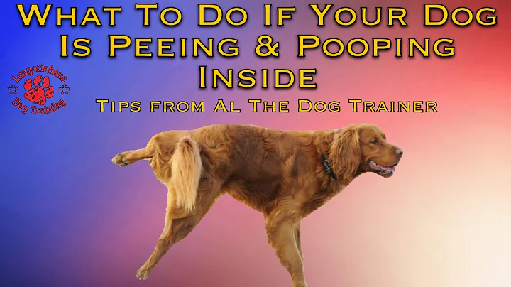 What To Do If Your Dog Is Peeing & Pooping Inside - Tips From Al The Dog Trainer - DayDayNews