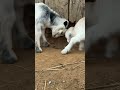 Just a few days old and already looking for a rumble. #farmer #farm #farming #goats #goat #farmlife