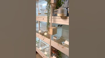 Indoor Finch Breeding Cages - Bird Room
