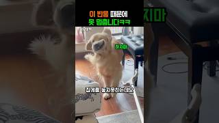 이 반응 때문에 못 멈춥니다ㅋㅋ #골든리트리버 #강아지 #동물