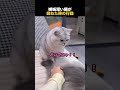嫉妬深い猫が拗ねた時の行動