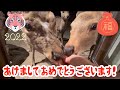 【奈良公園の鹿の日常】2022年🐯🐅 あけましておめでとうございます🎍🦌✨💐 Happy New Year! 🦚🌷